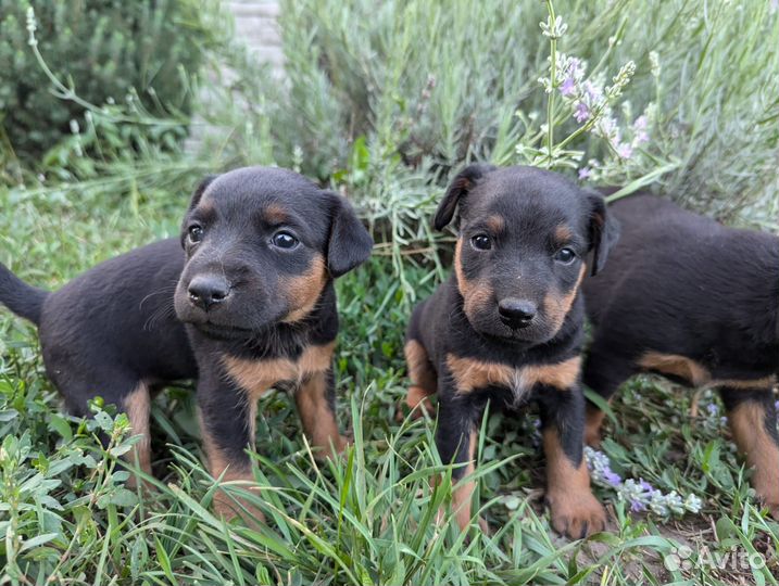 Щенки ягдтерьера