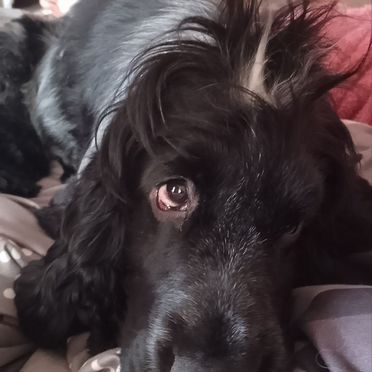 Английский кокер-спаниель, взрослый пёс