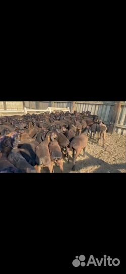 Ярки арашан