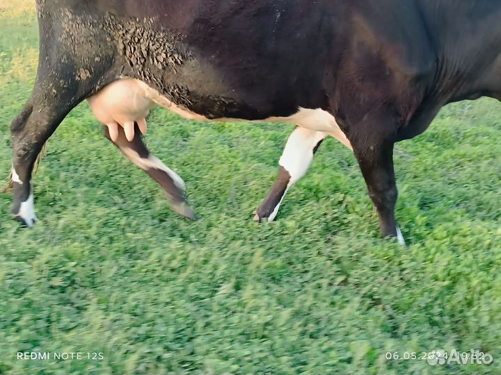 Корова дойная с теленком