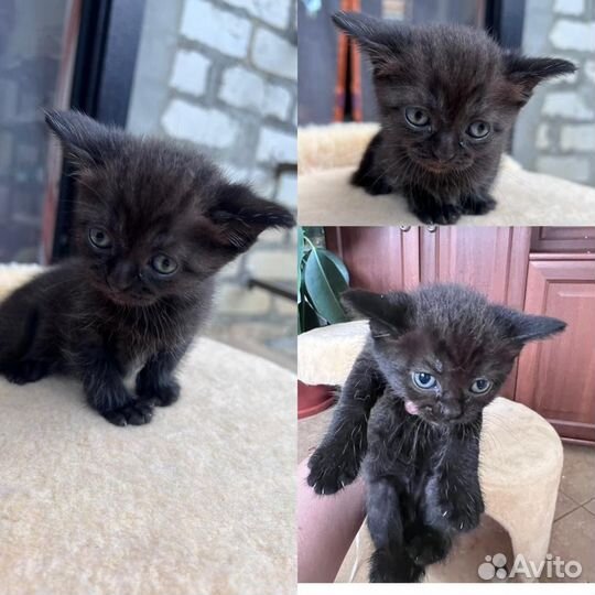 Британская вислоухая кошка