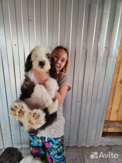 Бобтейл щенки