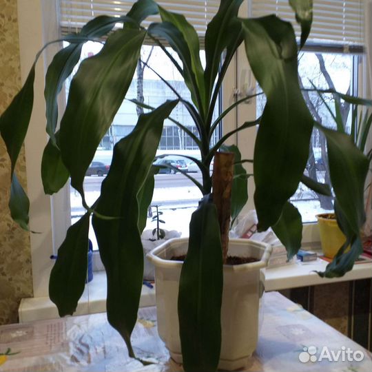 Пальма юкка