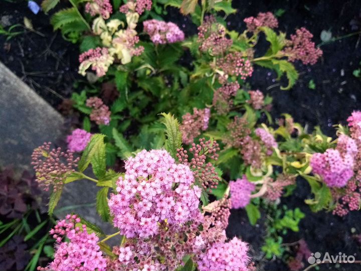 Спирея японская Криспа