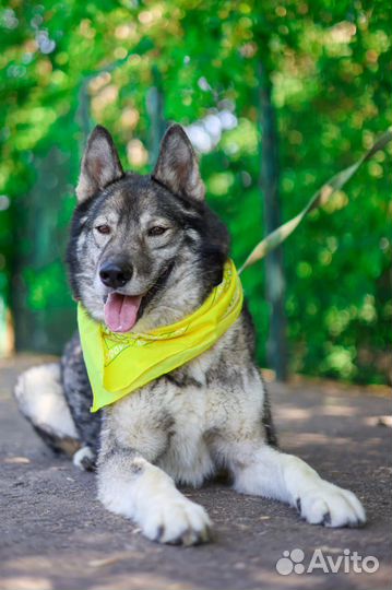 Собака в добрые руки