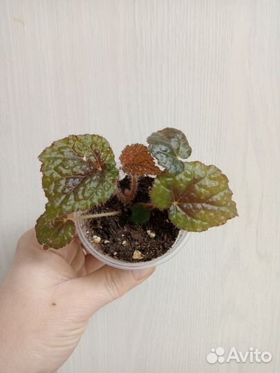 Декабрист белый. Бегония Мэсона