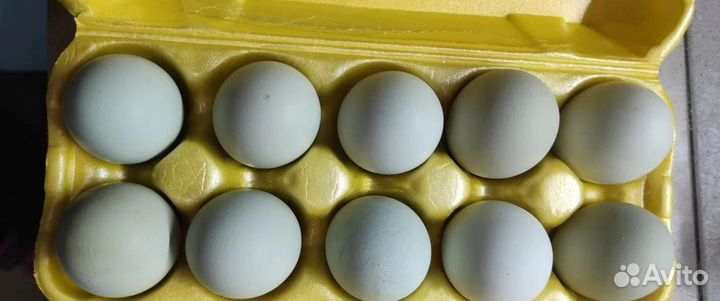 Инкубационное яйцо разной с/х птицы