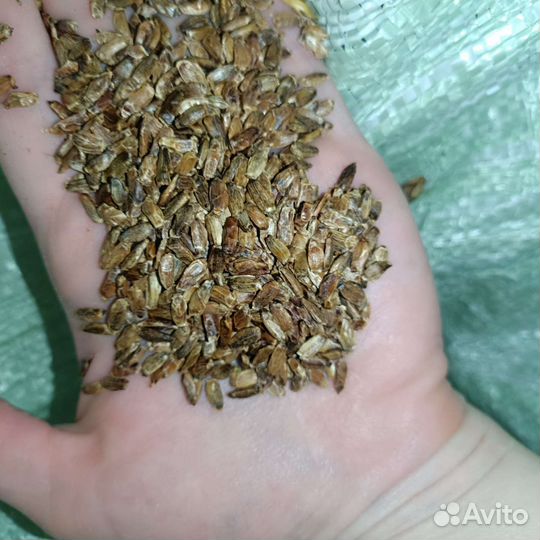 Корм для животных жмыхи после отжима