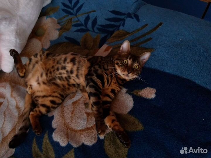 Бенгальский кот продам