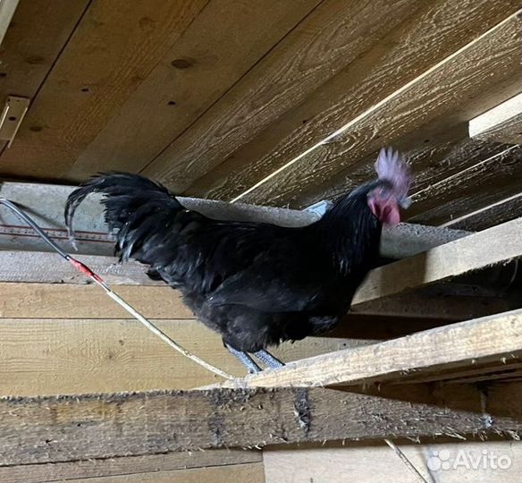 Черный петух