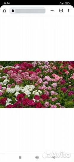 Цветы и мята