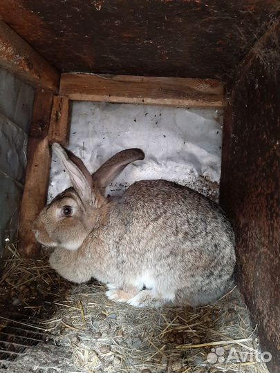 Молодняк кроликов мясных пород