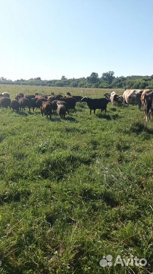 Коровы телята овцы