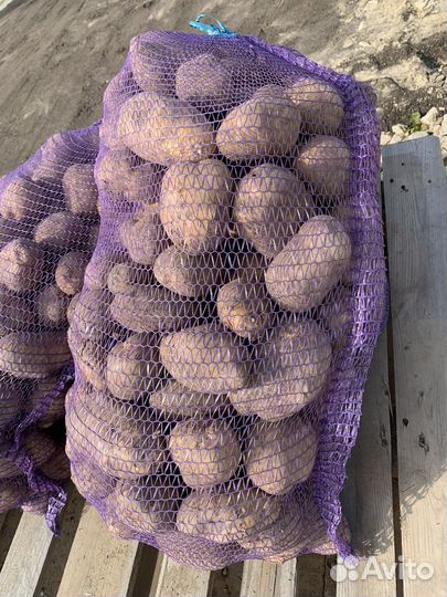 Картошка продажа