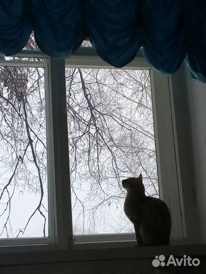 Вязка бенгал