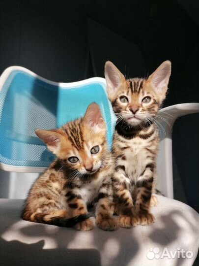 Бенгальские котята