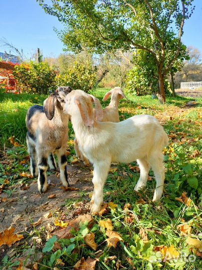 Козлята нубийские