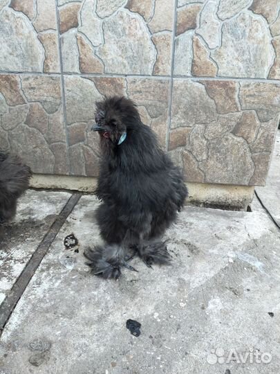 Молодые петухи