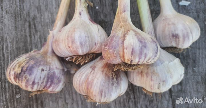 Продам чеснок