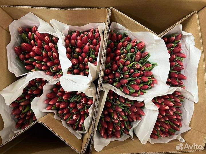 Тюльпаны мелкий, крупный опт от 500 шт