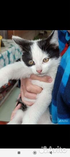 Кошка в дар бесплатно