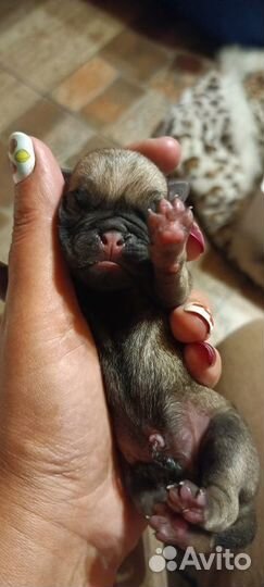 Щенки мопса