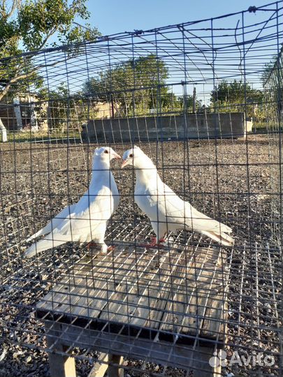 Голуби бакинские