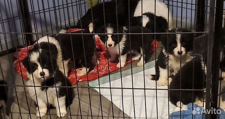 Щенки бордер колли