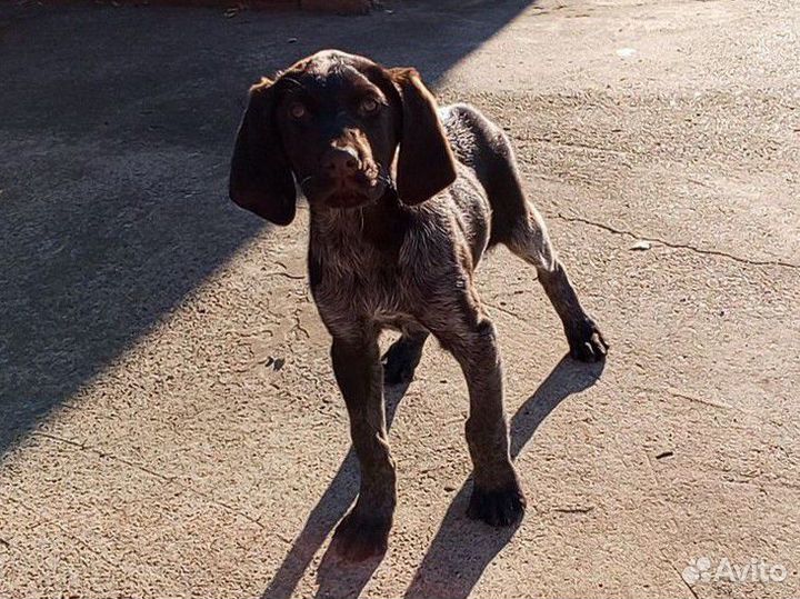 Щенки Дратхаара