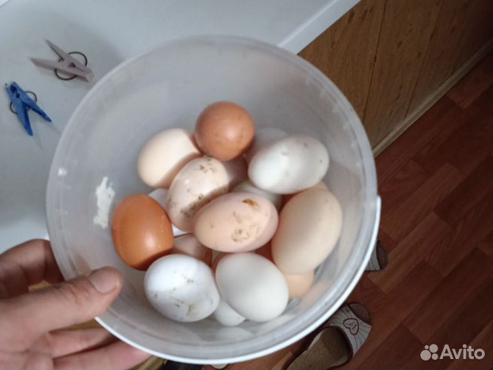 Яйцо домашнее куриные и перепелиные