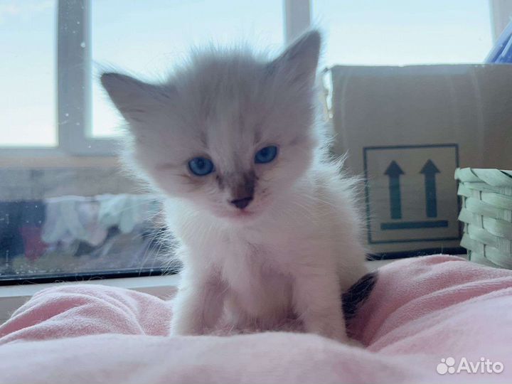 Невская маскарадная