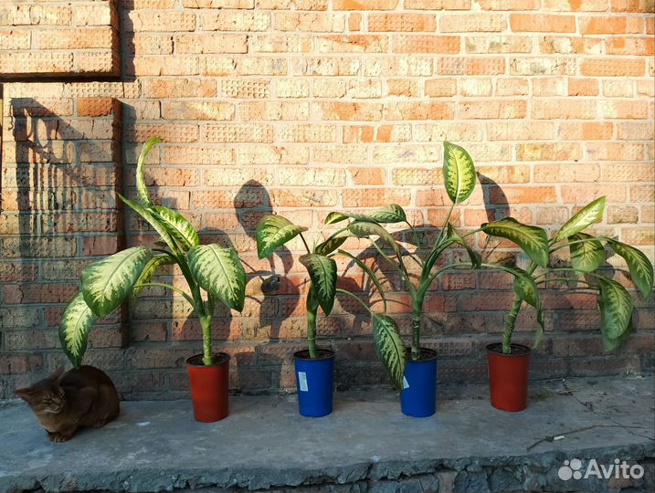 Диффенбахия