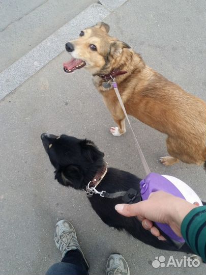 Выгул собак