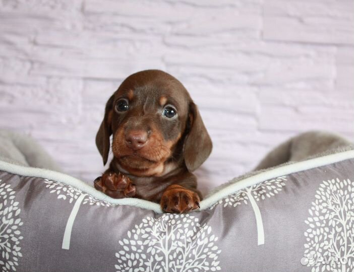 Такса миниатюрная