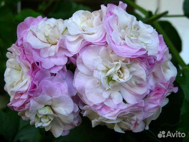 Пеларгония герань. Много сортов