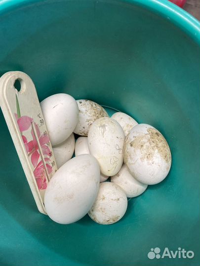 Яйцо гусиное инкубационное