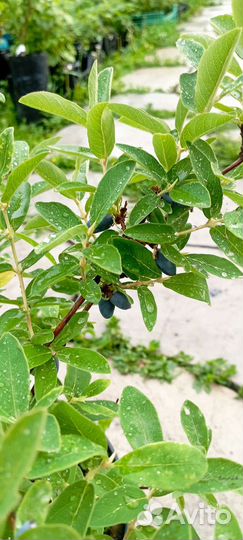 Жимолость в ассортименте, Бакчарский великан