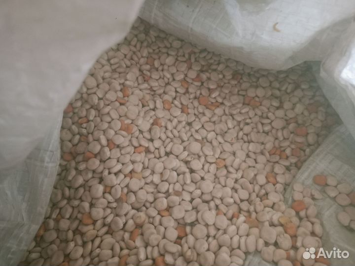 Семена люпина