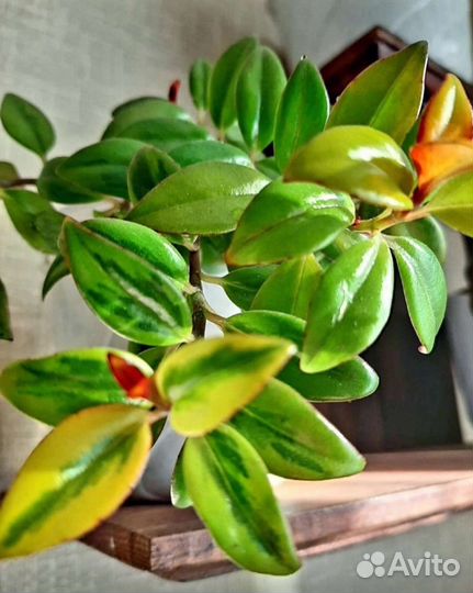 Колумнея и др