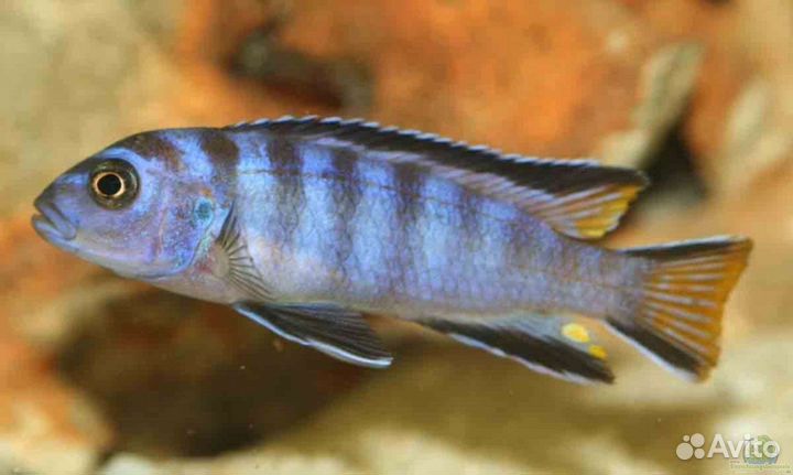 Псевдотрофеусы опт