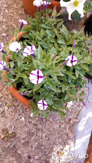 Петунья цветущая в кашпо