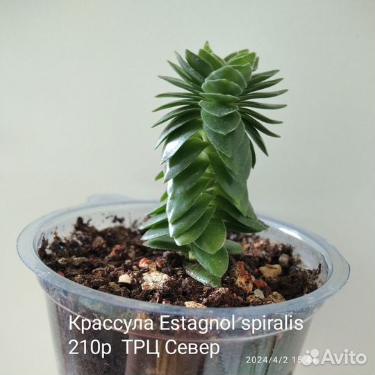 Крассулы в ассортименте