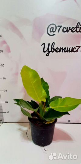 Филадендрон лимон лайм