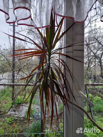 Драцена пальма