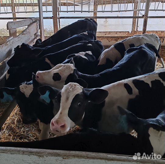 Бычки. Телята