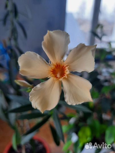 Олиандр жёлтый