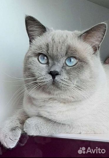 Британский кот вязка