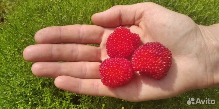 Тибетская малина саженцы