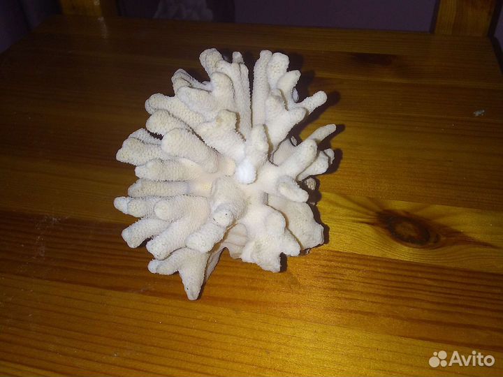 Морские кораллы