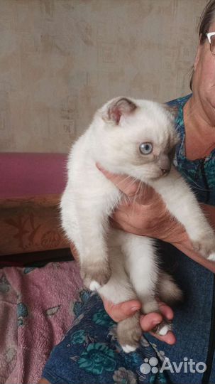 Супер котенок